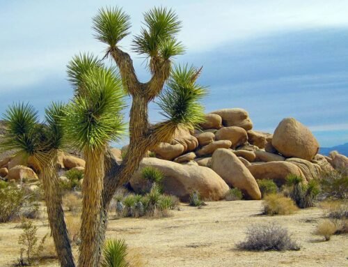 Darjeeling & Gangtok Tour Package